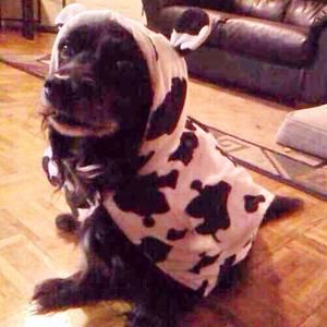 Meet your Posher, Ing